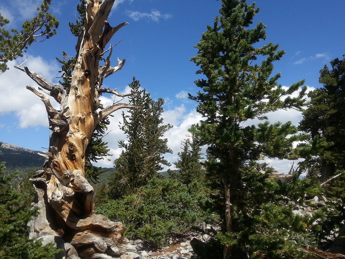 Bristlecone Pine Trail